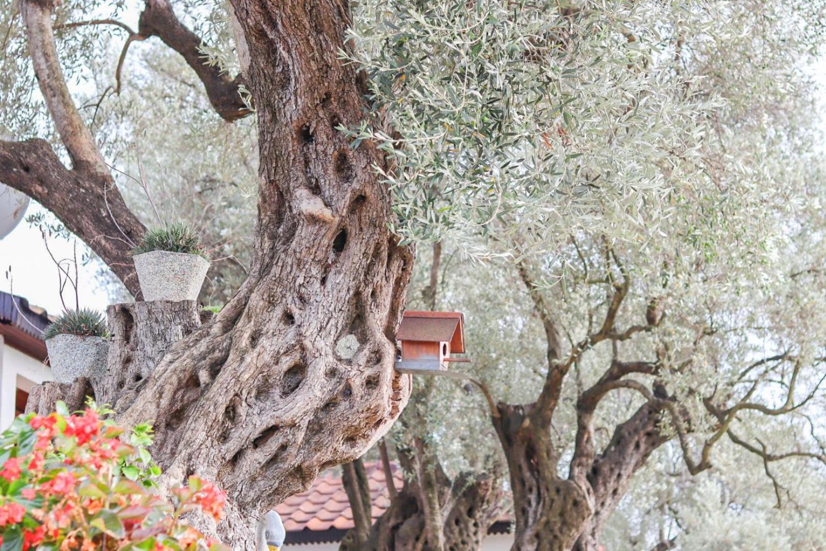 Hilja'S Oliven Garden Bungalows أولتْسي المظهر الخارجي الصورة