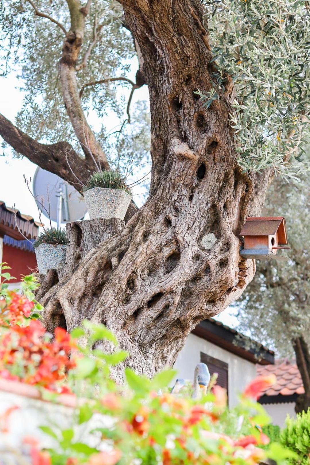 Hilja'S Oliven Garden Bungalows أولتْسي المظهر الخارجي الصورة