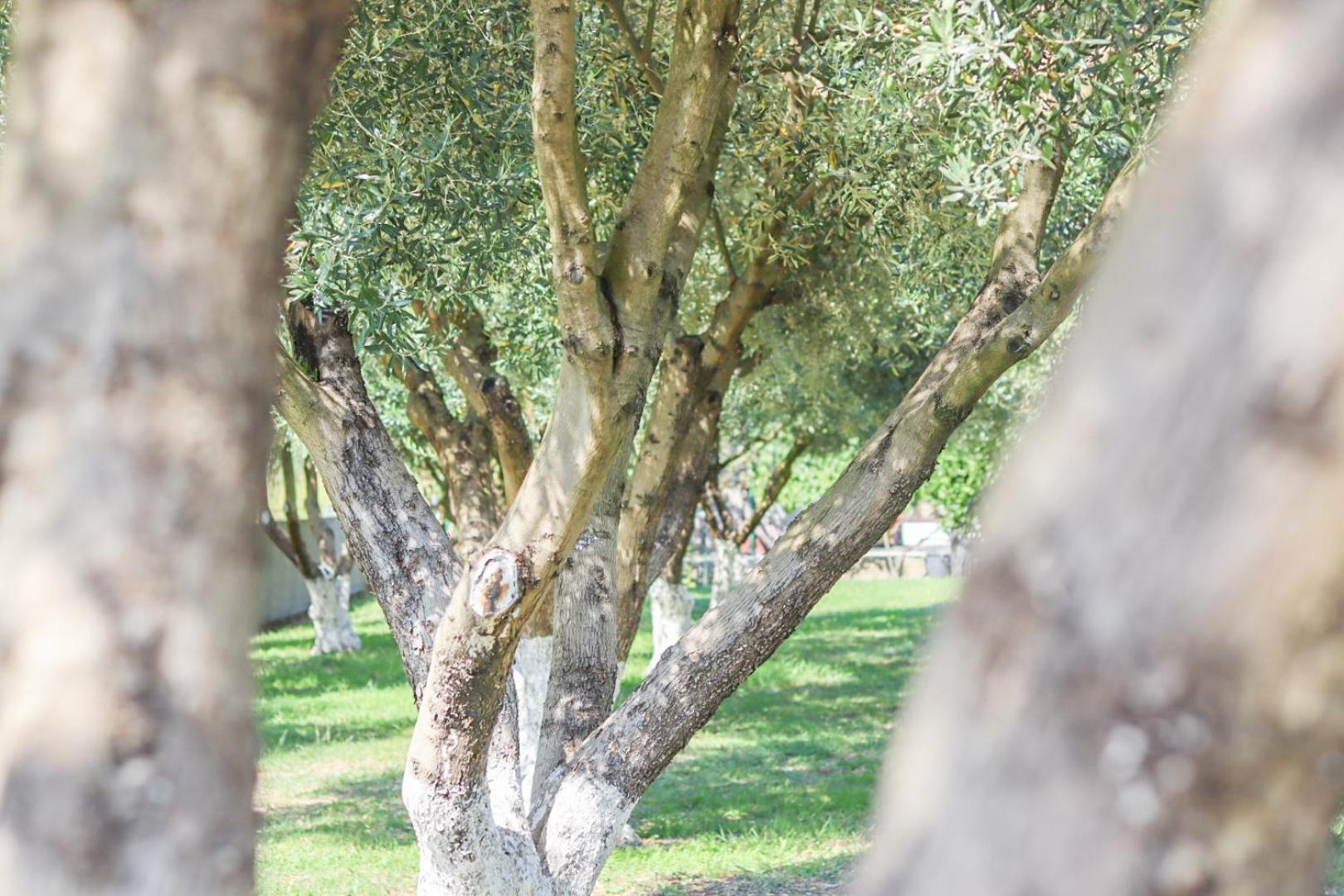 Hilja'S Oliven Garden Bungalows أولتْسي المظهر الخارجي الصورة